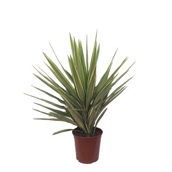 YJ20 YUCCA JEWEL HAUTEUR 60/80