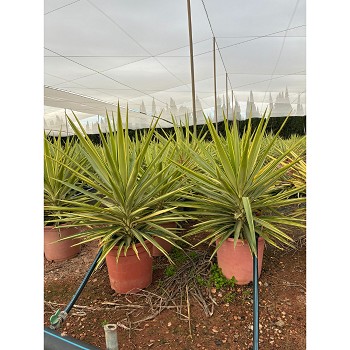 YJ25 YUCCA JEWEL HAUTEUR 80/100