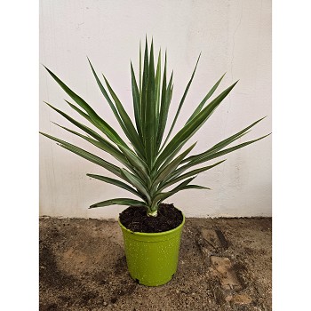 YE20 YUCCA EMILIA HAUTEUR 60/80