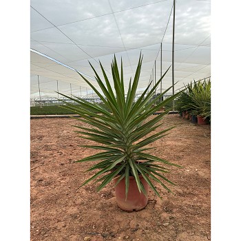 YE30 YUCCA EMILIA HAUTEUR 100/120