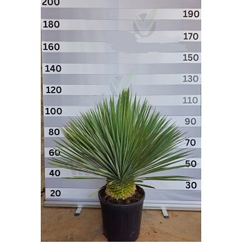 YR35 YUCCA ROSTRATA HAUTEUR 90/110