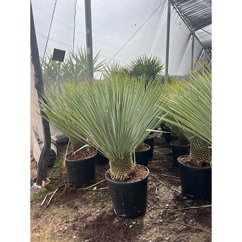 YR50 YUCCA ROSTRATA HAUTEUR 120/140