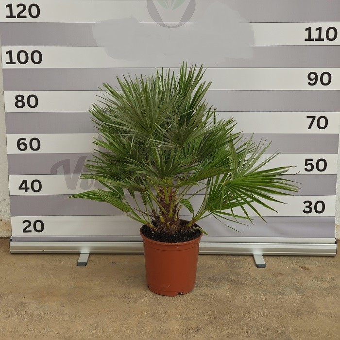 Une sélection de superbes plantes ornementales