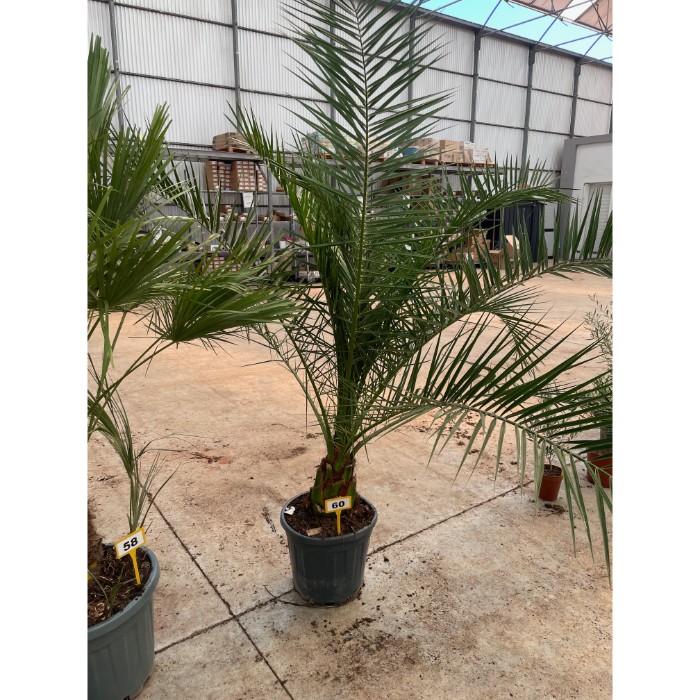 Viveros 4 : PC35 PHOENIX CANARIENSIS HAUTEUR 180/200