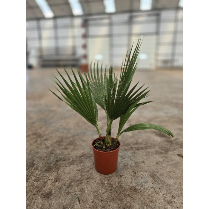 Viveros 4 : W14 WASHINGTONIA ROBUSTA HAUTEUR 40/60