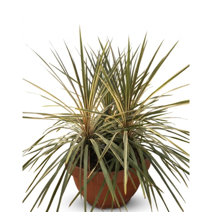 Viveros 4 : CT60TD CORDYLINE AUSTR. TORBAY DAZZLER COUPE 60CM