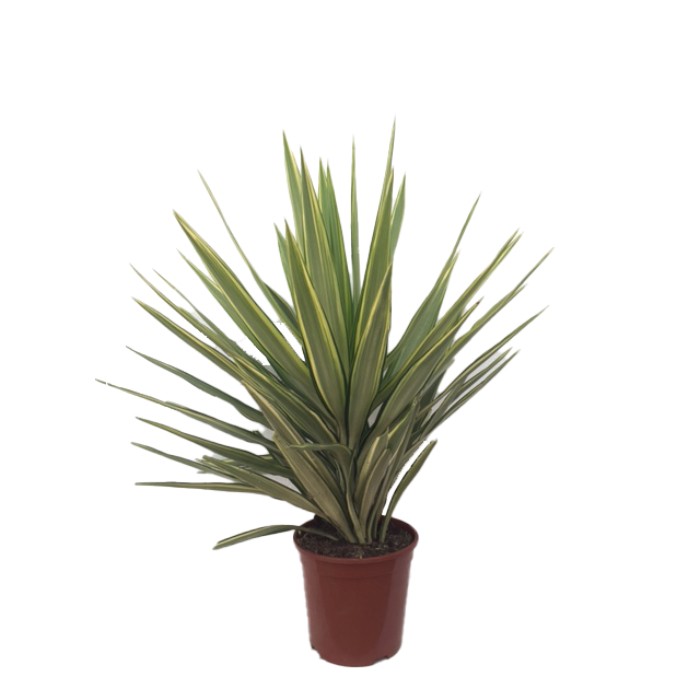 Viveros 4 : YJ20 YUCCA JEWEL HAUTEUR 60/80