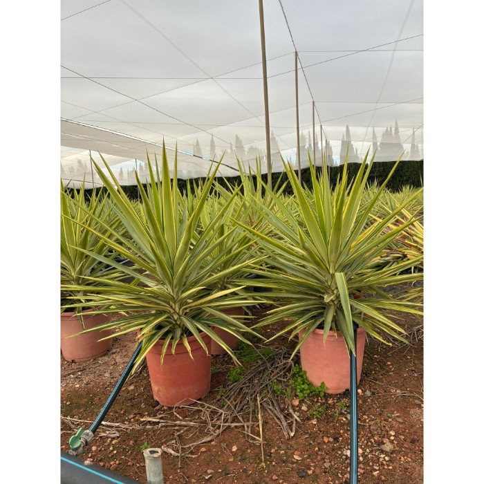 Viveros 4 : YJ25 YUCCA JEWEL HAUTEUR 80/100