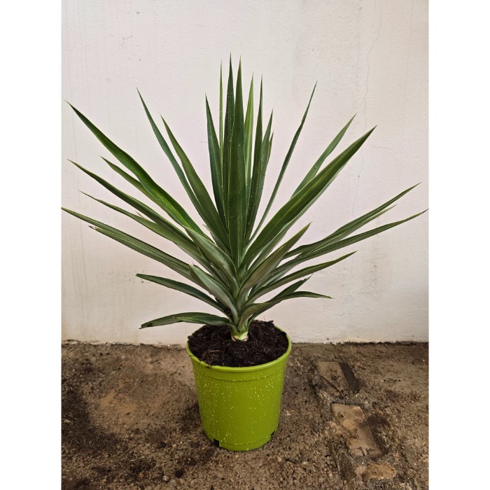 Viveros 4 : YE20 YUCCA EMILIA HAUTEUR 60/80