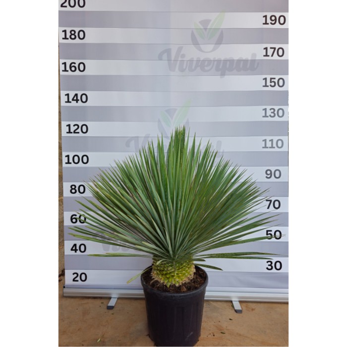 Viveros 4 : YR35 YUCCA ROSTRATA HAUTEUR 90/110