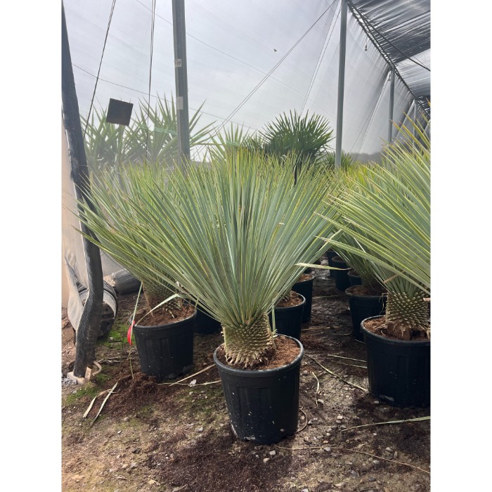 Viveros 4 : YR50 YUCCA ROSTRATA HAUTEUR 120/140
