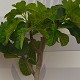 Viveros 4 : FC30 FIGUIER FICUS CARICA HAUTEUR 160/180
