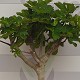 Viveros 4 : FC 35 FIGUIER FICUS CARICA HAUTEUR 170/190