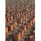 Viveros 4 : FC 25 FIGUIER FICUS CARICA HAUTEUR 130/150