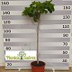 Viveros 4 : FC30 FIGUIER FICUS CARICA HAUTEUR 160/180
