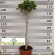 Viveros 4 : FC 35 FIGUIER FICUS CARICA HAUTEUR 170/190