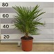 Viveros 4 : H20 CHAMAEROPS HUMILIS HAUTEUR 60/80