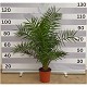 Viveros 4 : PC20 PHOENIX CANARIENSIS HAUTEUR 80/100