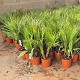 Viveros 4 : W20 WASHINGTONIA ROBUSTA HAUTEUR 80/100