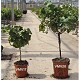 Viveros 4 : VMV 17 CEP DE VIGNE HAUTEUR 50/70