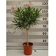 Viveros 4 : NC25 LAURIER ROSE SUR TIGE HAUTEUR 100/120