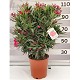 Viveros 4 : N30 LAURIER ROSE HAUTEUR 100/125