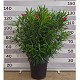 Viveros 4 : N40 LAURIER ROSE HAUTEUR 130/160