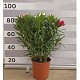 Viveros 4 : N25T LAURIER ROSE TRICOLOR HAUTEUR 80/100