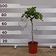 Viveros 4 : FC20 FIGUIER FICUS CARICA HAUTEUR 80/100