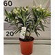 Viveros 4 : N17 LAURIER ROSE HAUTEUR 50/60