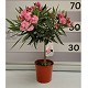 Viveros 4 : NC 17 LAURIER ROSE SUR TIGE HAUTEUR 65/80