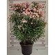 Viveros 4 : N55 LAURIER ROSE HAUTEUR 160/190