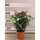 Viveros 4 : N19T LAURIER TRICOLOR HAUTEUR 45/60