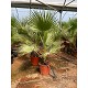 Viveros 4 : W30 WASHINGTONIA ROBUSTA HAUTEUR 130/150