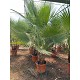 Viveros 4 : W30-40 WASHINGTONIA ROBUSTA MULTITRONCS 180/200