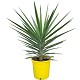 Viveros 4 : YE90-100 YUCCA EMILIA POT COULEUR HAUTEUR 90/100