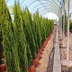 Viveros 4 : CT175-200 CUPRESSUS TOTEM HAUTEUR 175/200