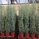Viveros 4 : CA200 CUPRESSUS ARIZONA HAUTEUR 200