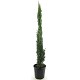 Viveros 4 : CS150-170 CUPRESSUS SEMPERVIRENS HAUTEUR 150/170