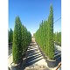Viveros 4 : CST250-300 CUPRESSUS STRICTA HAUTEUR 250/300