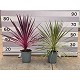Viveros 4 : CA60-80 CORDYLINE AUSTRALIS MIX HAUTEUR 60/80