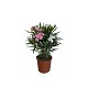 Viveros 4 : N20B LAURIER BICOLOR HAUTEUR 60/80