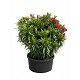Viveros 4 : N55B LAURIER TRICOLOR POT BAS HAUTEUR 170/200
