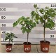 Viveros 4 : FC17 FICUS CARICA HAUTEUR 70/80