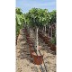 Viveros 4 : FC40 FICUS CARICA HAUTEUR 160/180