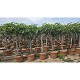 Viveros 4 : FC50 FICUS CARICA HAUTEUR 170/190