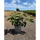 Viveros 4 : FCA20 FICUS CARICA BUISSON HAUTEUR 50/70