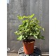Viveros 4 : FCA25 FICUS CARICA HAUTEUR 80/100