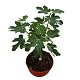 Viveros 4 : FCT20 FICUS CARICA COUPE HAUTE 40/60