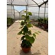 Viveros 4 : ACT20 KIWI ACTINIDIA CHINENSIS COUPE HAUTEUR 40/60